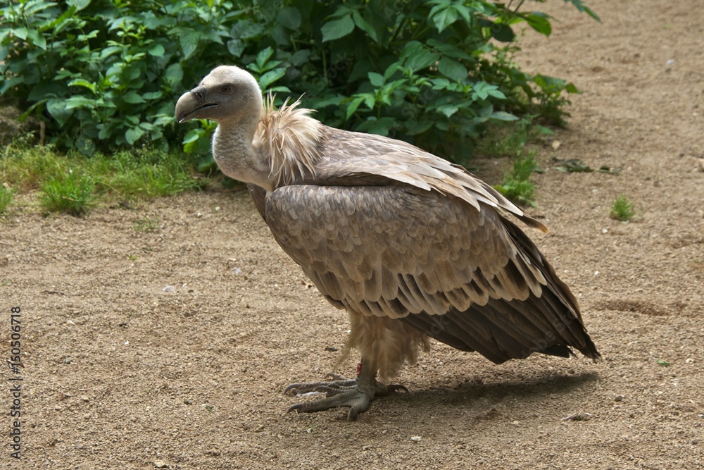 Griffon vulture (Gyps fulvus), standing on the ground. Griffon vulture (Gyps fulvus), standing on the ground.