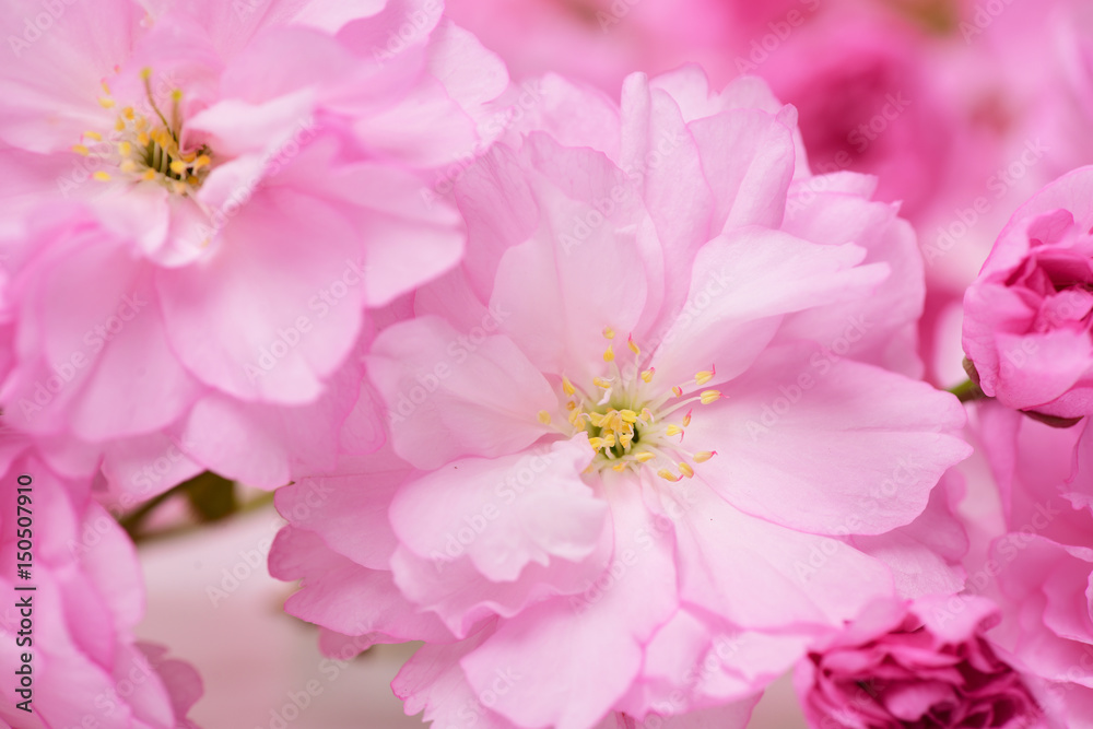 cherry blossom sakura, pink flowers as natural floral background cherry blossom sakura, pink flowers as natural floral background