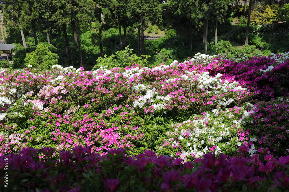azalea azalea