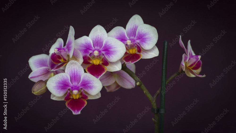 Orchid Flowers Closeup on Dark Purple Background Orchid Flowers Closeup on Dark Purple Background
