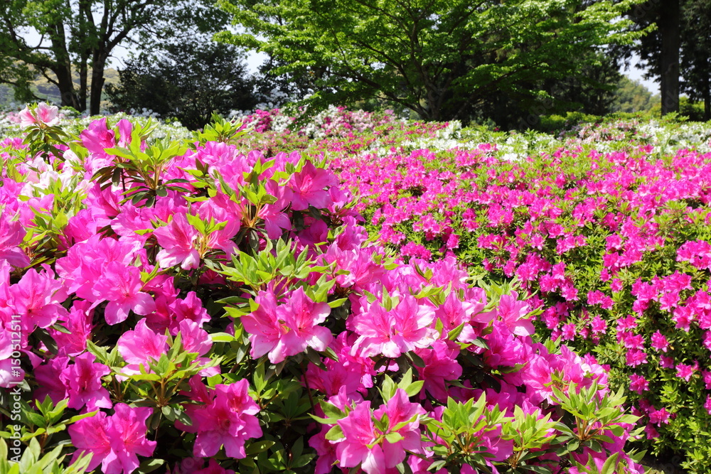 Obraz premium azalea