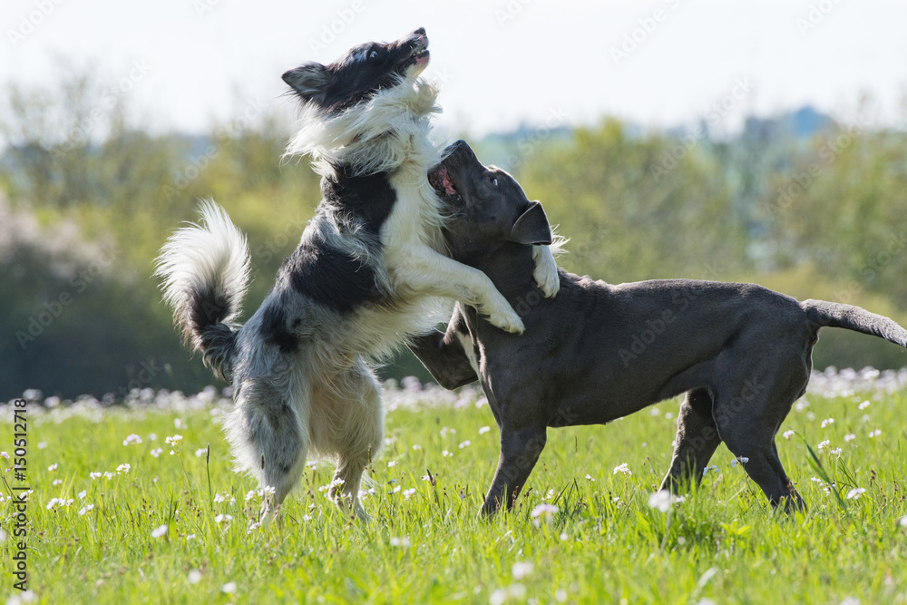 Tobende Hunde Tobende Hunde