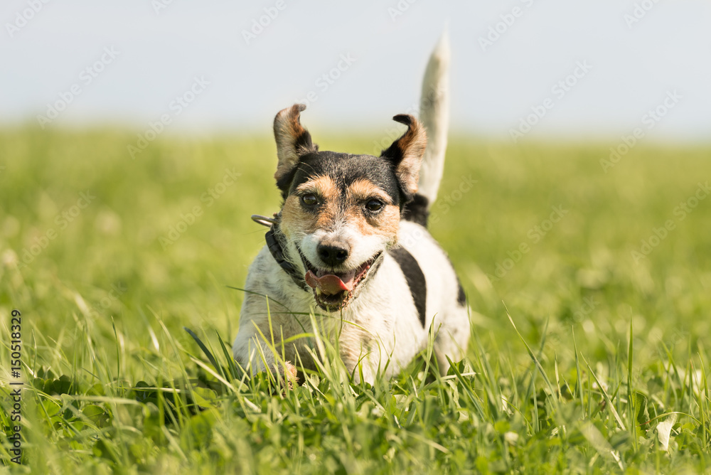 Hund rennt im hohen Gras auf der Wiese - Jack Russell Terrier