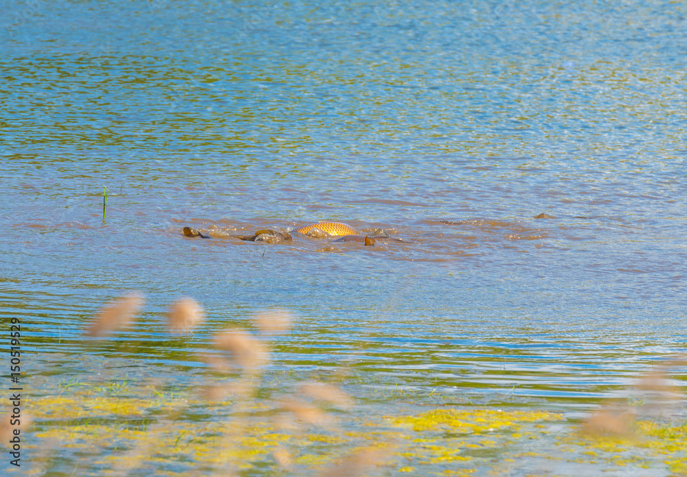 Fototapeta premium Fish along the shore of a lake in wetland in spring 