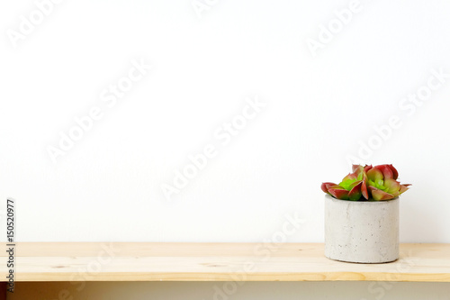 Fototapeta Naklejka Na Ścianę i Meble -  Succulent plant on wood table over white cement wall background, template with copy space