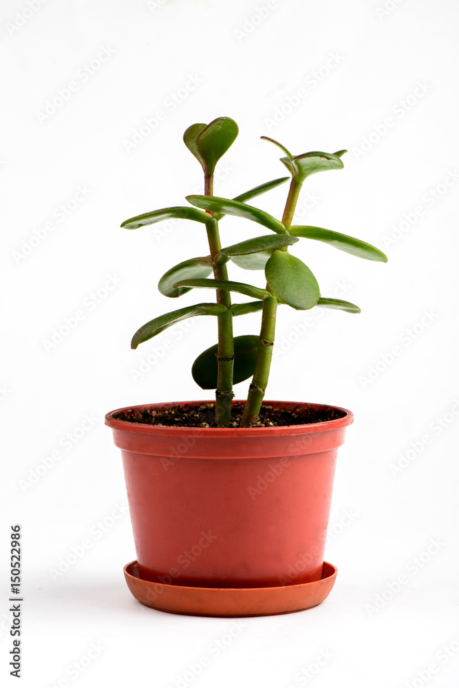 money tree money tree