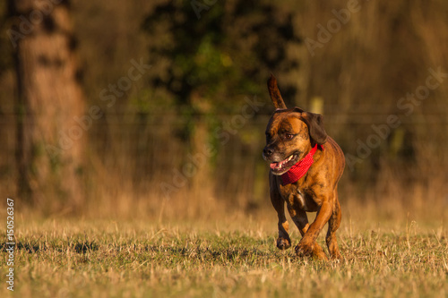 Happy Pet Dog Running With Bandana © Ian Sherriffs