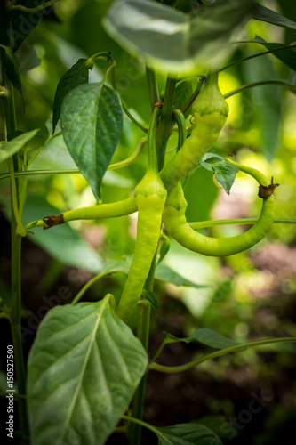 Growing green chilli peppers