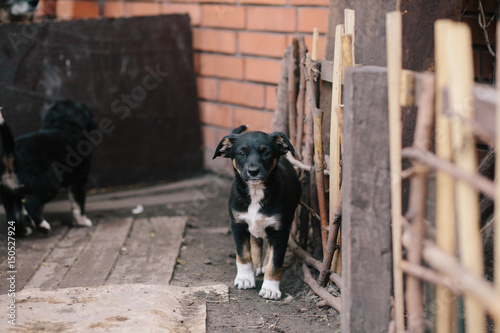 Two pretty puppies photo