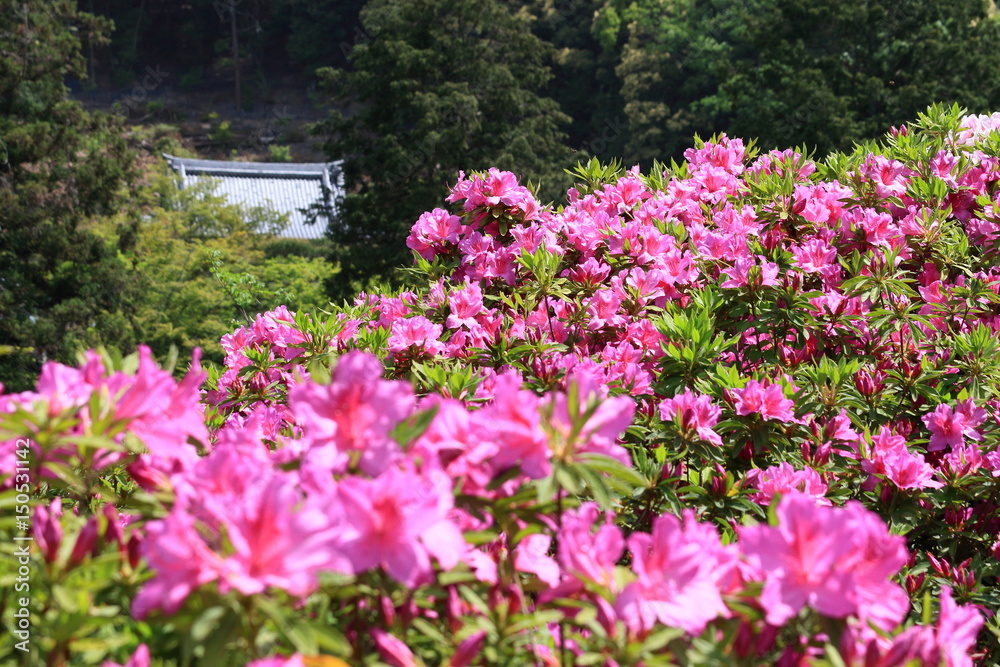 azalea azalea