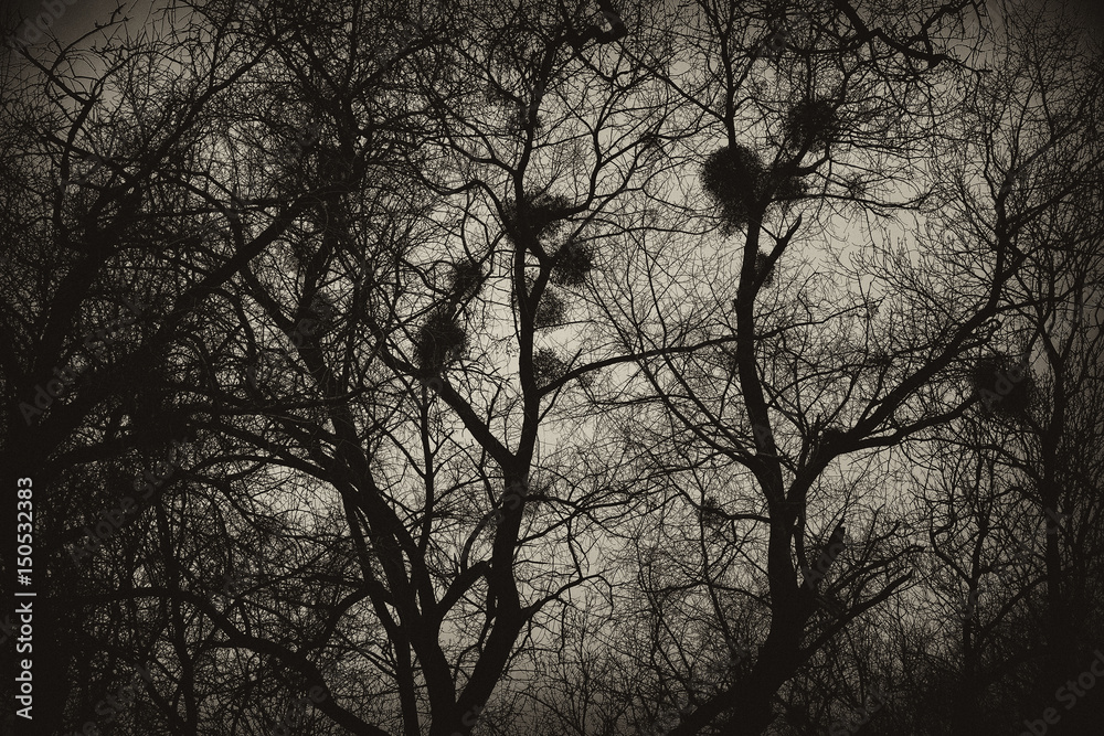 Obraz premium Background, texture of the mysterious trees with the nests. Tinted image Sepia