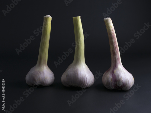 Fresh garlic with bulb and stems standing upright isolated on black background