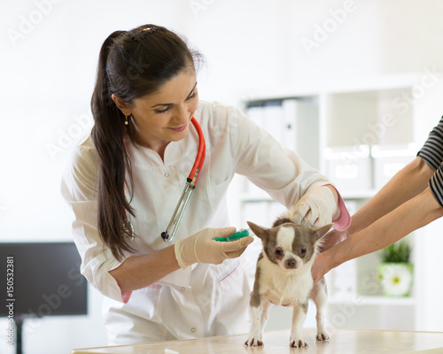 фотографія Veterinarian vaccinating a little dog