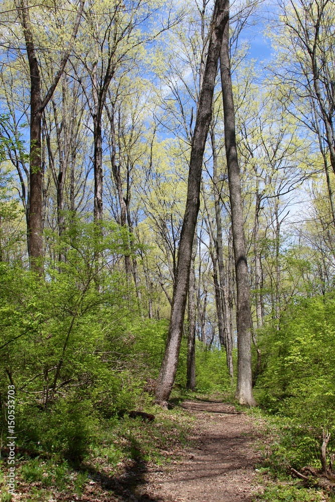 The crossing trees on the trail in the woods. The crossing trees on the trail in the woods.