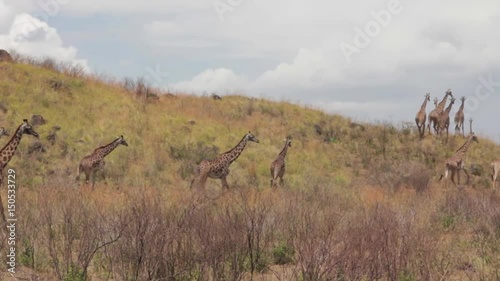 A flock of giraffes are walking on the shroud photo