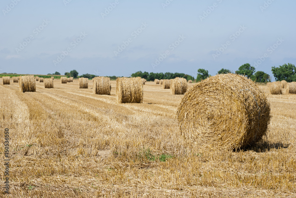 Straw Bales in field