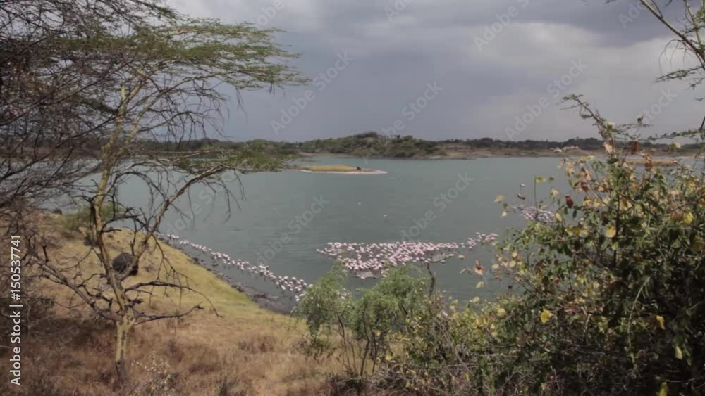 Pink Flamingos in lake