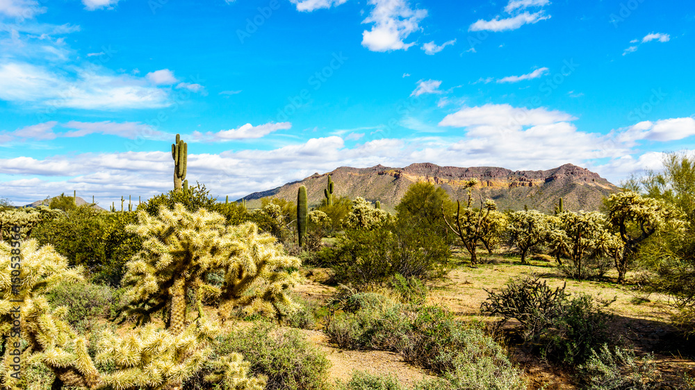 Fototapeta premium Saguaro, Cholla, Ocotillo and Barrel Cacti in the semi-desert landscape of Usery Mountain Regional Park near Phoenix, in Maricopa County, Arizona with the Usery Mountain in the background