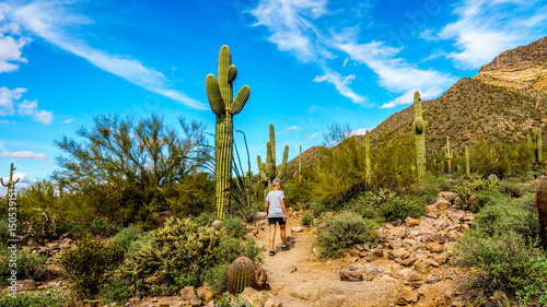Woman on a hike on the hiking trail surrounded by Saguaro and other Cacti to the Wind Cave in Usery Mountain in Tonto National Forest near Phoenix Arizona