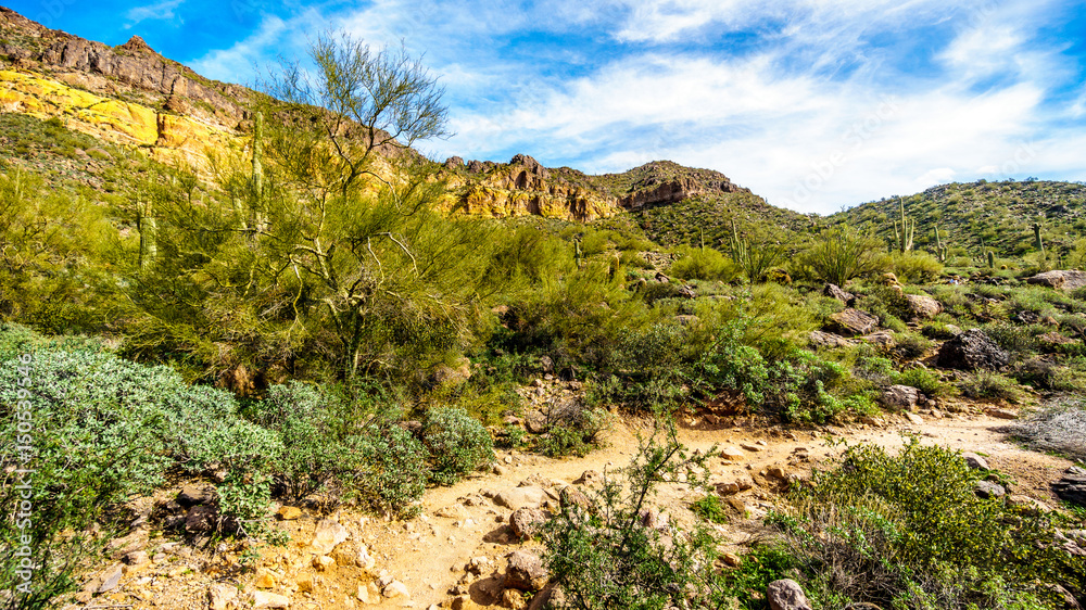The semi desert landscape of Usery Mountain Reginal Park near Phoenix Arizona with its many varieites of Cacti such as the Saguaro, Cholla, Barrel, Pencil Catus and Ocotillo Cactus
