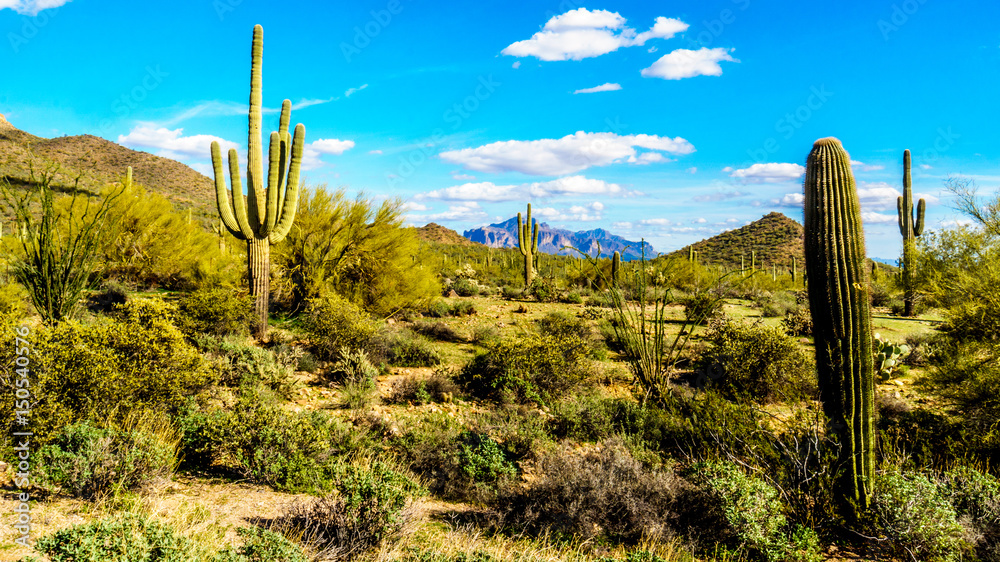 Saguaro, Cholla, Ocotillo and Barrel Cacti in the semidesert landscape in Usery Mountain Regional Park near Phoenix Arizona with Superstition Mountain on the Apache Trail in the background