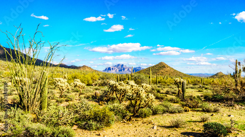 Saguaro, Cholla, Ocotillo and Barrel Cacti in the semidesert landscape in Usery Mountain Reginal Park near Phoenix Arizona with Superstition Mountain on the Apache Trail in the background
