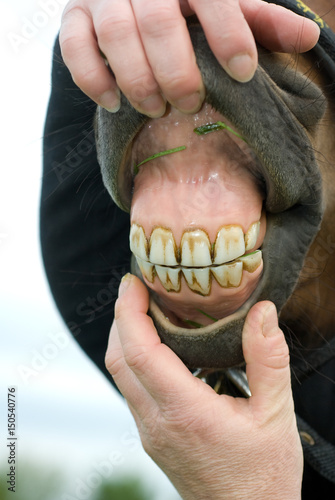 Assessing Horses Teeth