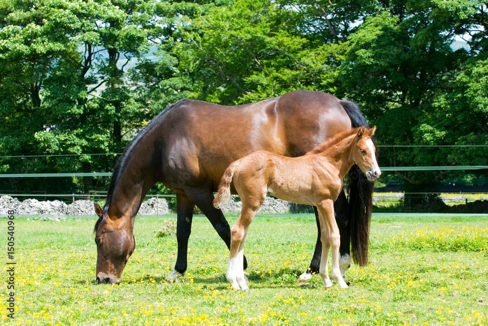 Obraz premium Mother and young foal