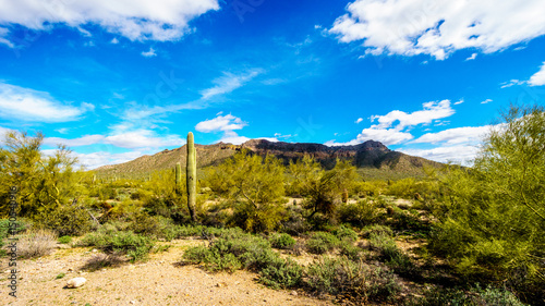 Saguaro, Cholla, Ocotillo and Barrel Cacti in the semi-desert landscape of Usery Mountain Regional Park near Phoenix, in Maricopa County, Arizona with the Usery Mountain in the background