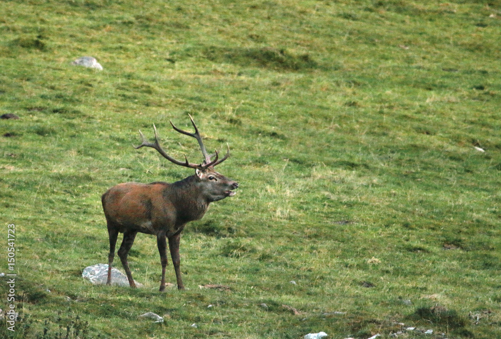 Obraz premium Hirsch