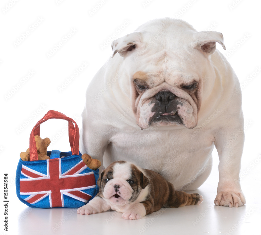 mother and daughter puppy