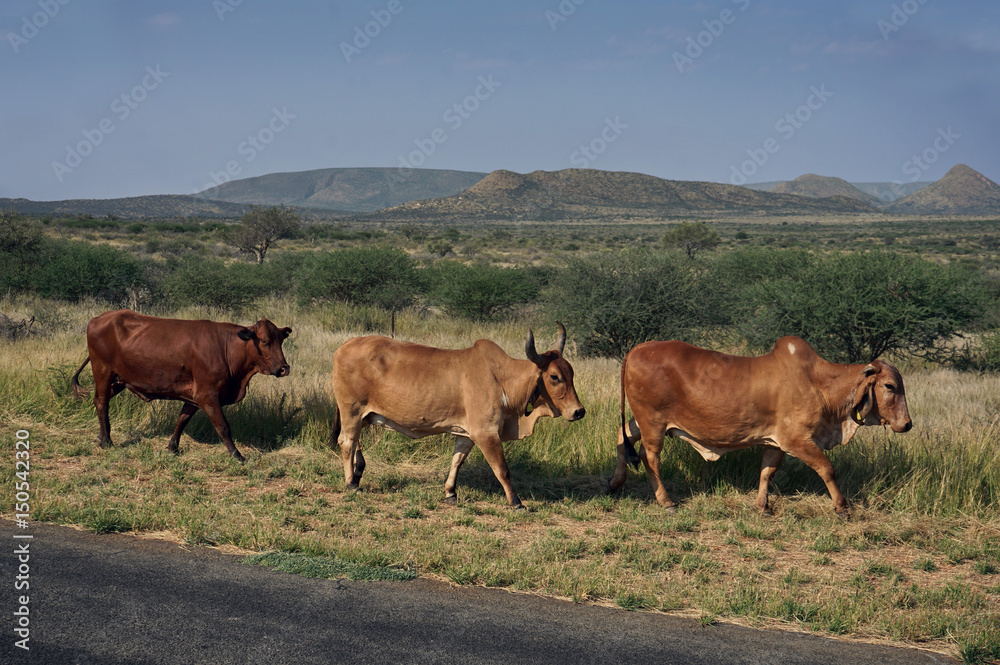 Drei namibische Rinder auf der Steppe