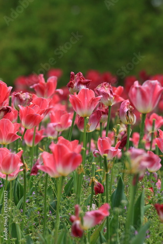 tulip © HIROSHI H