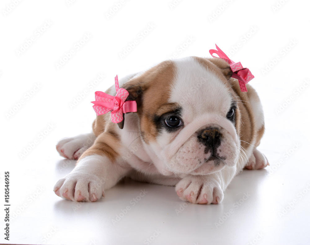 cute female puppy