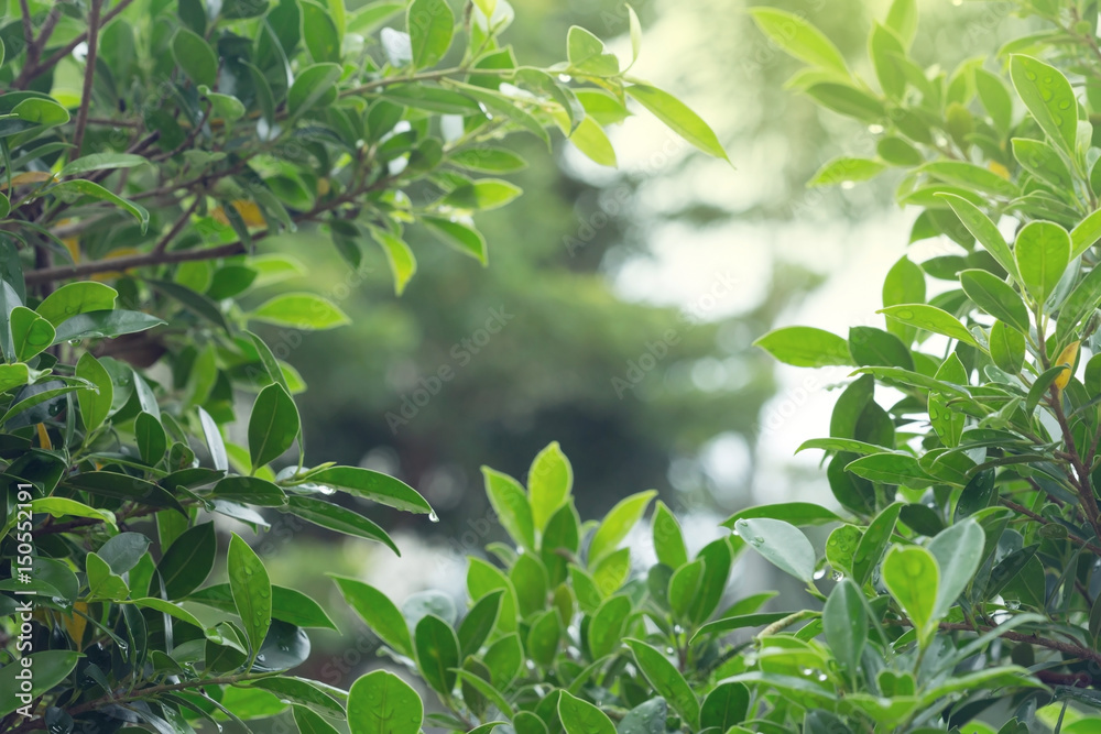 Fototapeta premium rain drop water on leaf tree with green light bokeh in nature background