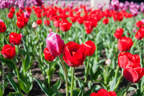 A lot of red tulips on a sunny spring day