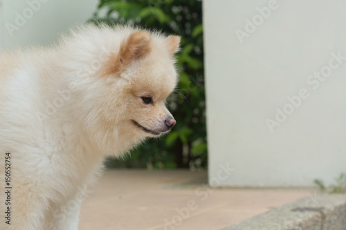white puppy pomeranian dog, cute pet happy friendly