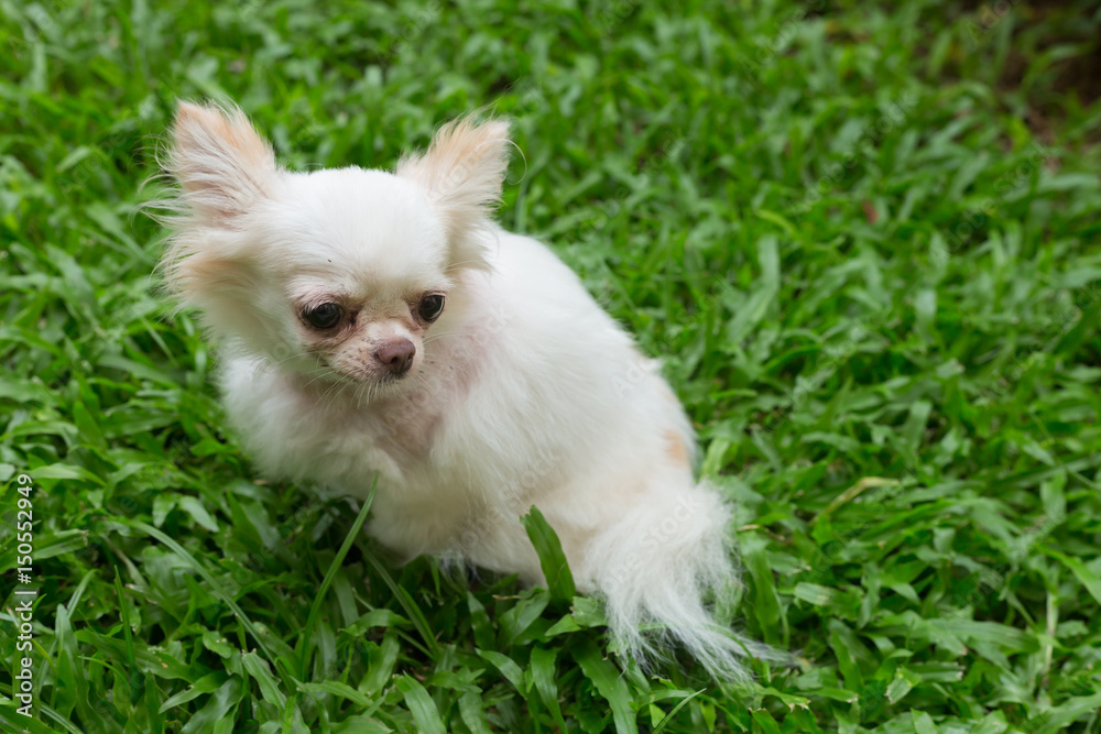 Obraz premium chihuahua dog