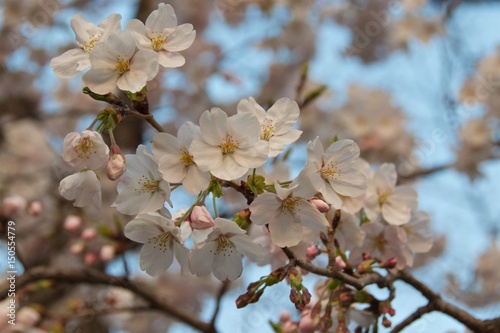 Cherry Blossom in Japan