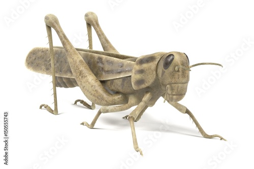 realistic 3d render of grasshopper © bescec
