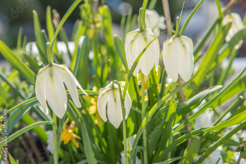 Blomma