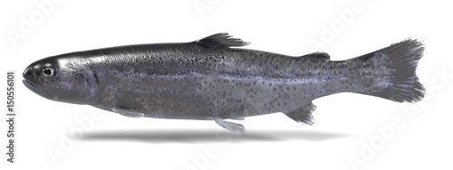 realistic 3d render of trout