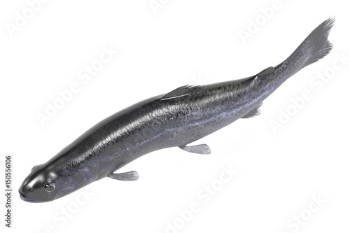 realistic 3d render of trout