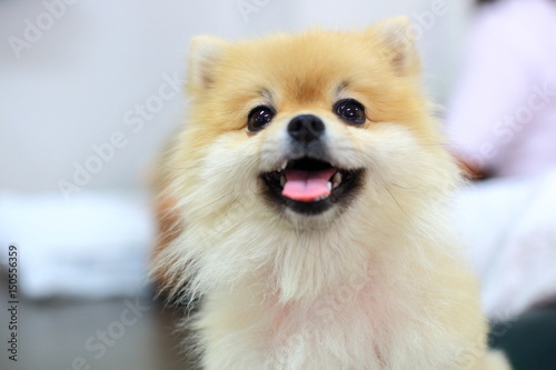 Fototapeta Naklejka Na Ścianę i Meble -  pomeranian dog cute happy smile