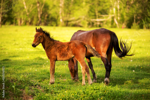 Mother horse with her foal grazing on a spring green pasture against a background of green forest in the setting sun