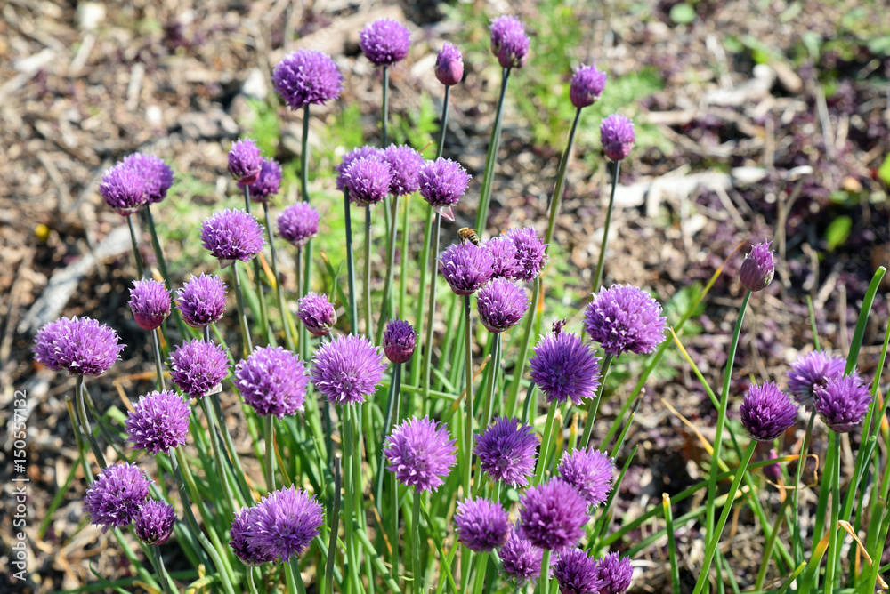 Ciboulette bleue en fleurs au jardin au printemps Ciboulette bleue en fleurs au jardin au printemps