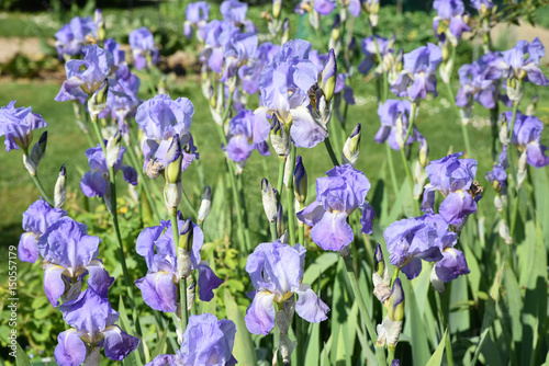 Fototapeta Naklejka Na Ścianę i Meble -  Iris bleu ciel au printemps au jardin