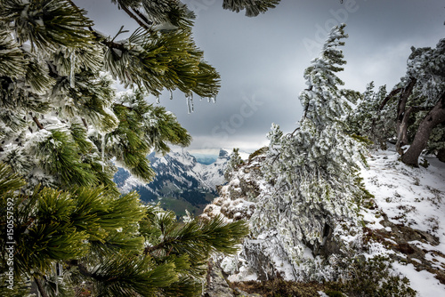 Eingefrorener Ast mit Blick aufs Justistal photo