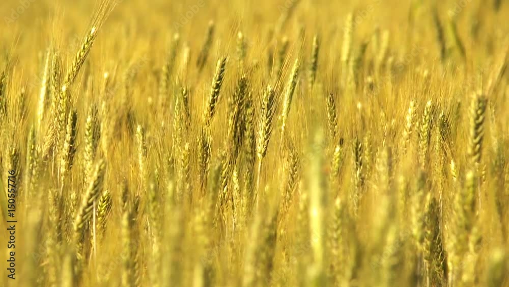 Wheat field Wheat field