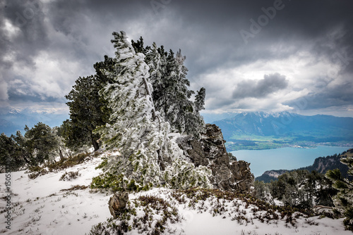 Eingefrorenen Arve auf dem Niederhorn mit Blick auf den Thunersee photo